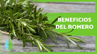 ¿Para qué sirve el ROMERO 🌿 Propiedades y BENEFICIOS 💚 [upl. by Akcirret109]