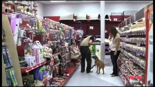 Petco Dog Training Class Overview [upl. by Einafpets]