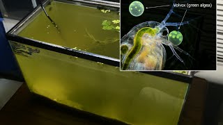 Raising Daphnia for the Freshwater Aquarium [upl. by Tadeo]