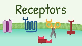 Receptors Types amp Functions [upl. by Smail786]