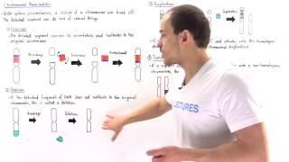 Chromosomal Deletion Inversion Duplication and Translocation [upl. by Ahtnahc]