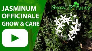 Jasminum officinale  grow amp care Jasmine plant [upl. by Hope154]