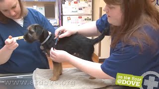 How to Administer Vaccines to Canine Patients [upl. by Cyprus83]