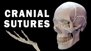 CRANIAL SUTURES ANATOMY [upl. by Akela]