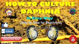 HOW TO CULTURE DAPHNIA In Easy Way [upl. by Modnarb]