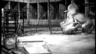 Tiger vs Lion Big Cage Fight from 1933 uncut Version [upl. by Ahsiekal882]